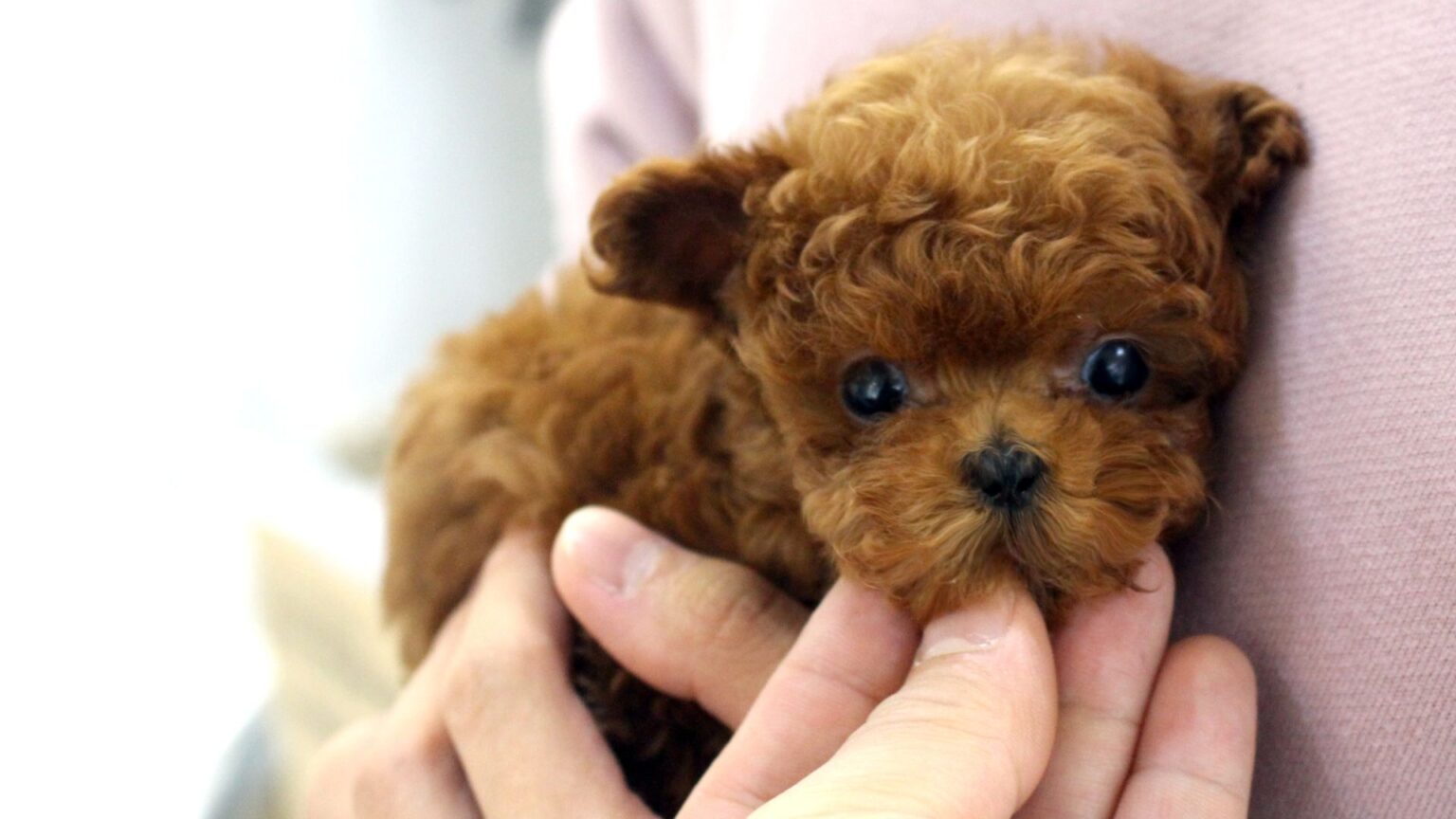 Puppy Delivery Studio Teacup Puppies