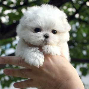 Studio Teacup Puppies Cute Puppies Studio Teacup Puppies Cute Puppies